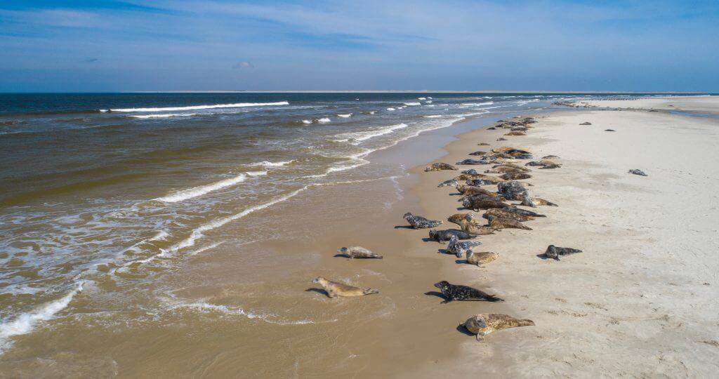 Zeehonden Texel - Zeehonden in de zee