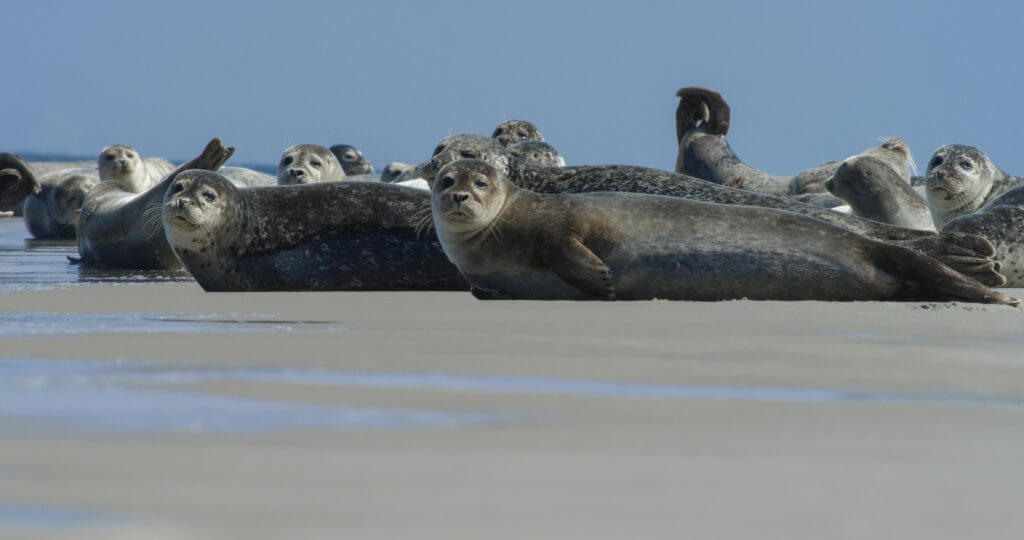 Zeehonden Texel - Zeehond van dichtbij