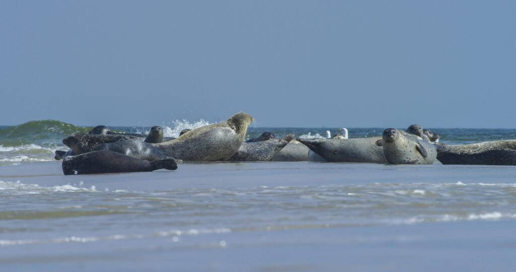 Zeehonden Texel - Zeehonden op Texel