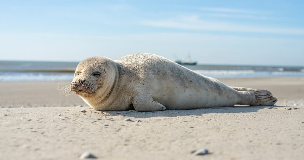 Zeehonden Texel - Zeehond op het strand