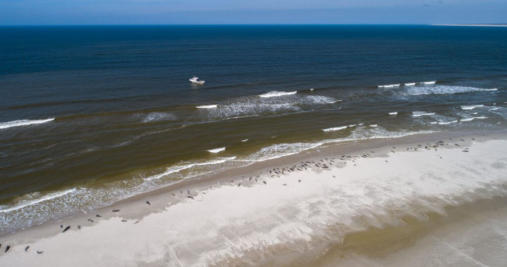 Zeehonden Texel - Zeehond spotten op Texel