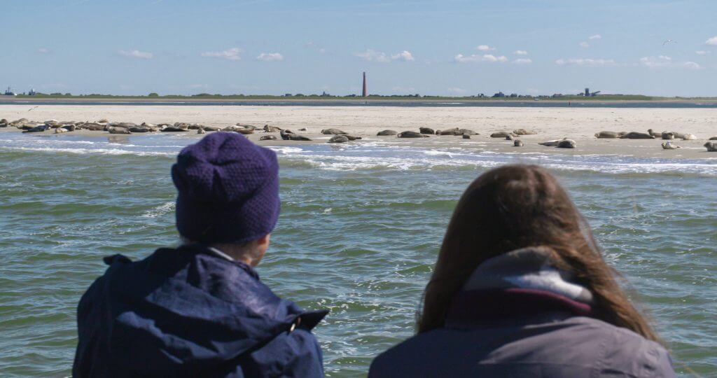 Zeehonden Texel - Zeehondentochten Texel