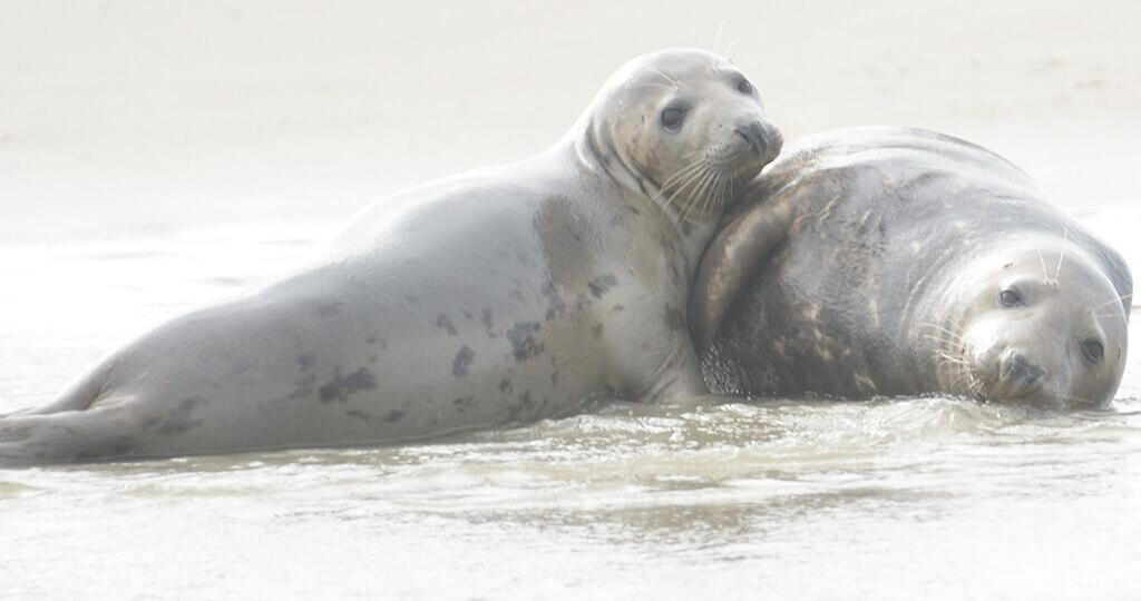 2-zeehonden