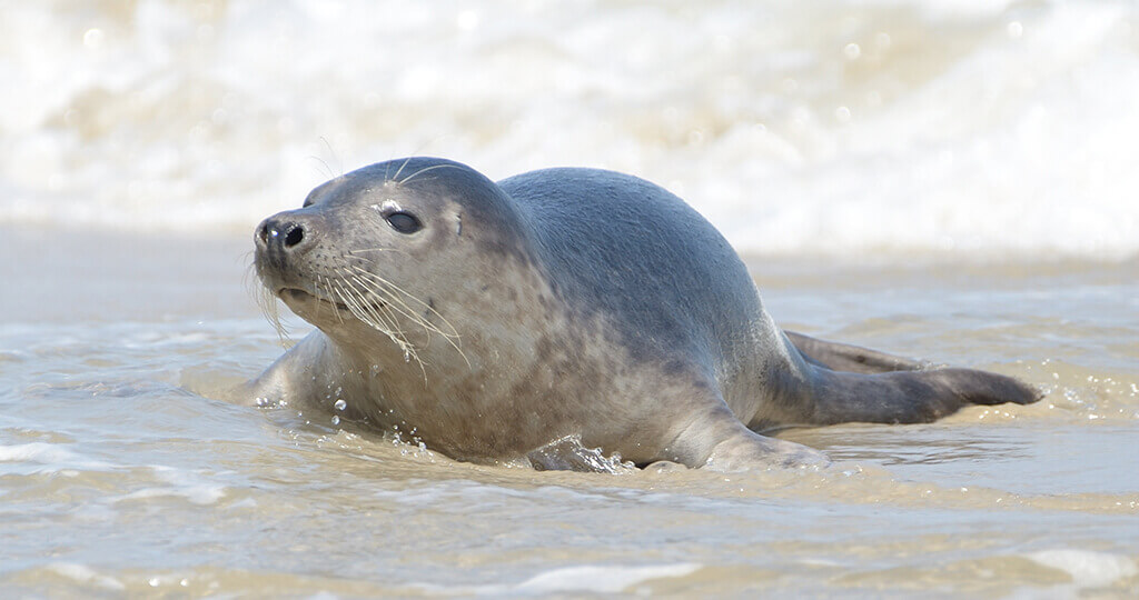 zeehond-pup-texel