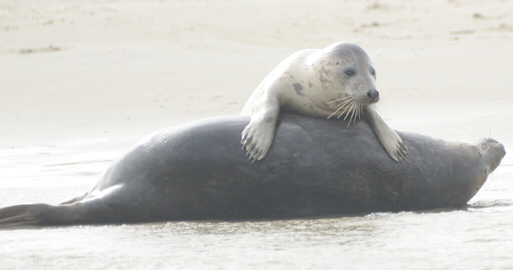 zeehonden-mama-kind