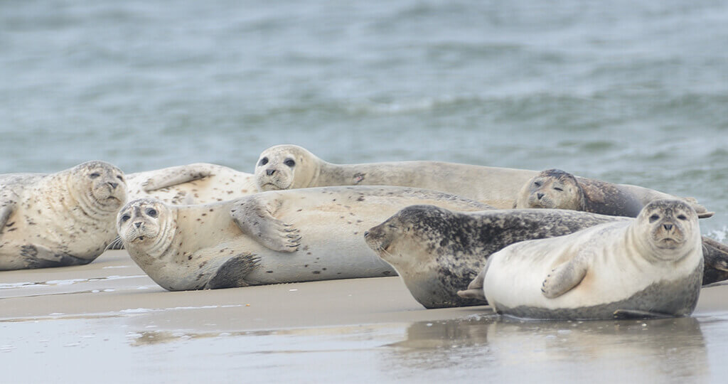 zeehonden-safari-texel