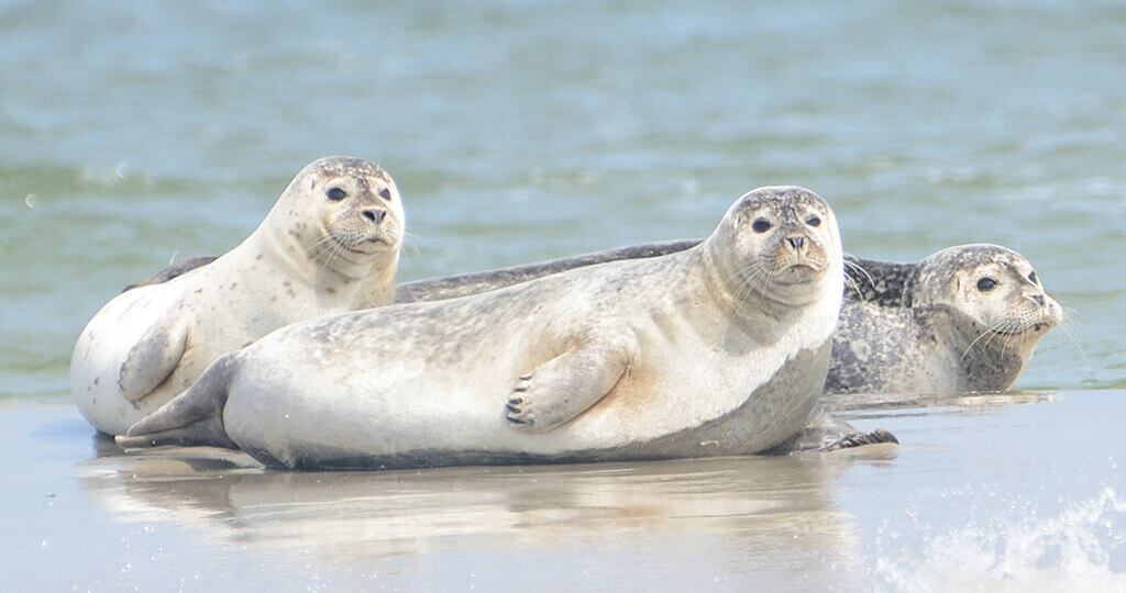 zeehondensafari-texel